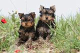 YORKSHIRE TERRIER 012